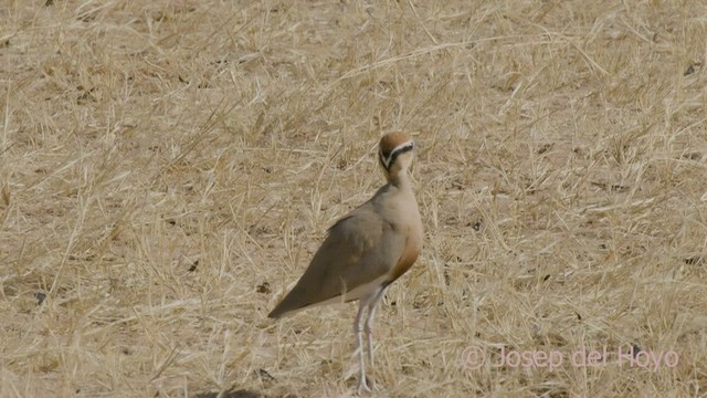 Temminck's Courser - ML555372111