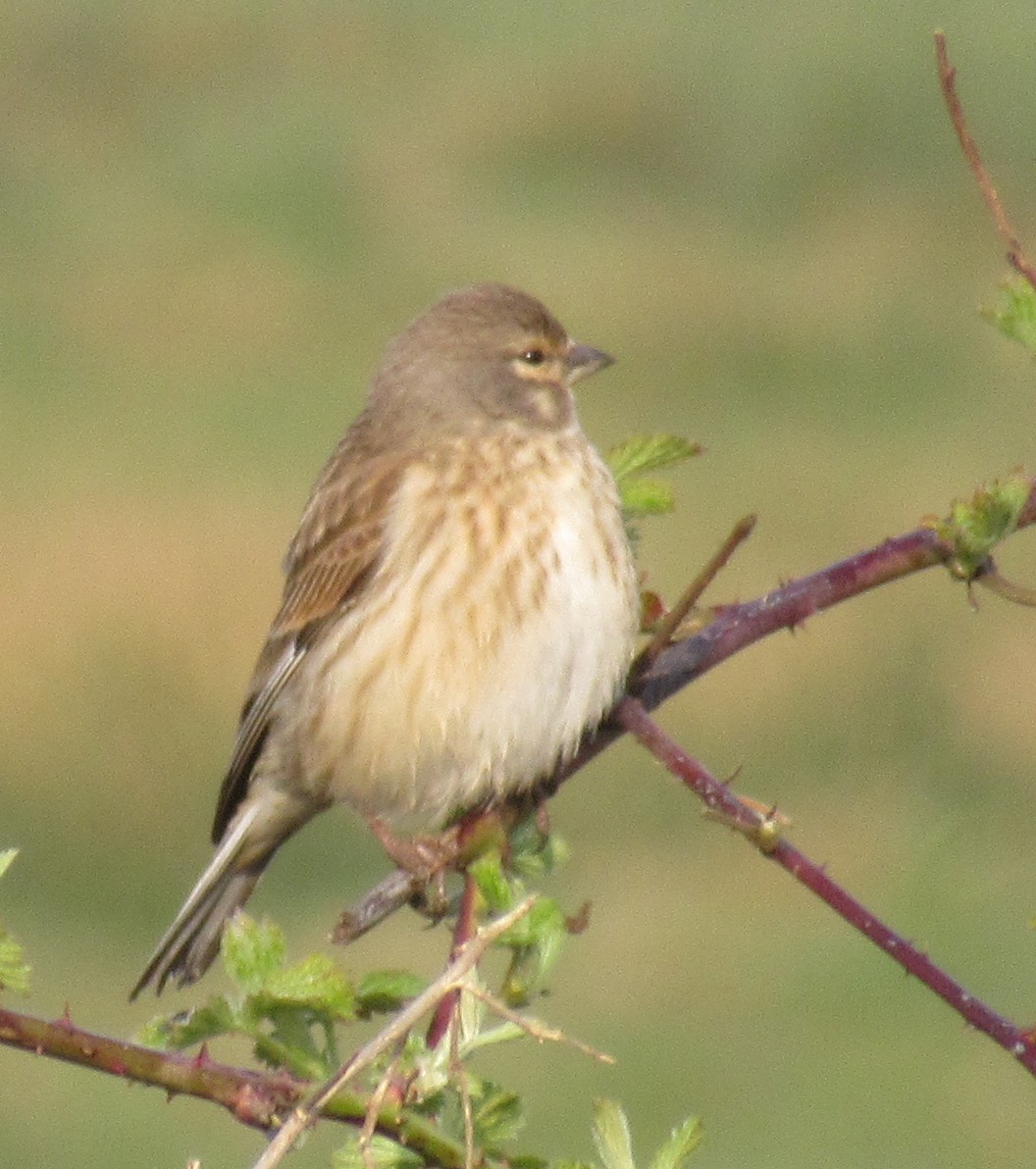 Eurasian Linnet - ML555372731