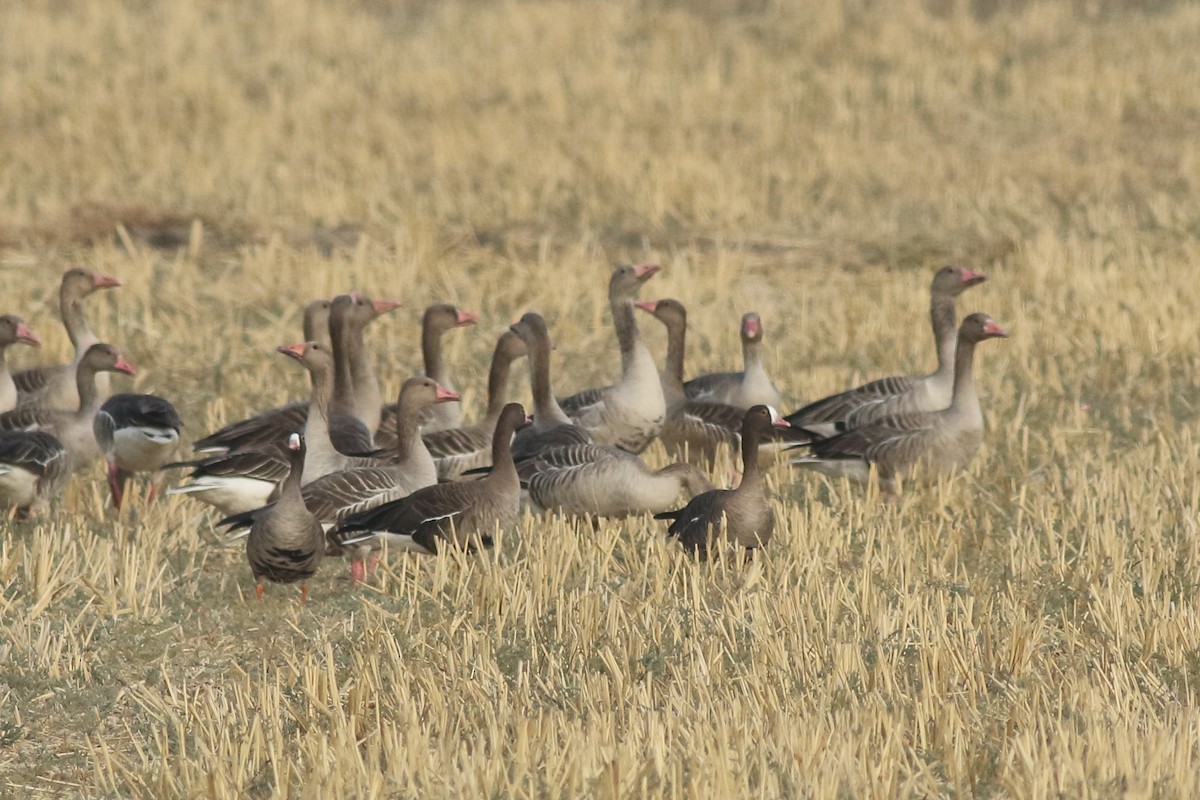 Lesser White-fronted Goose - ML555374131