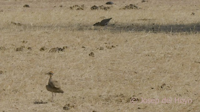 Temminck's Courser - ML555374211