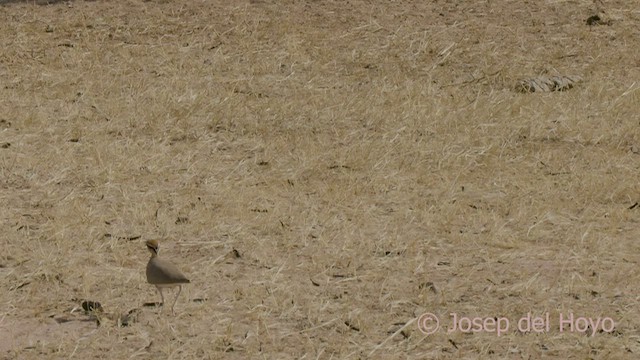 Temminck's Courser - ML555375541