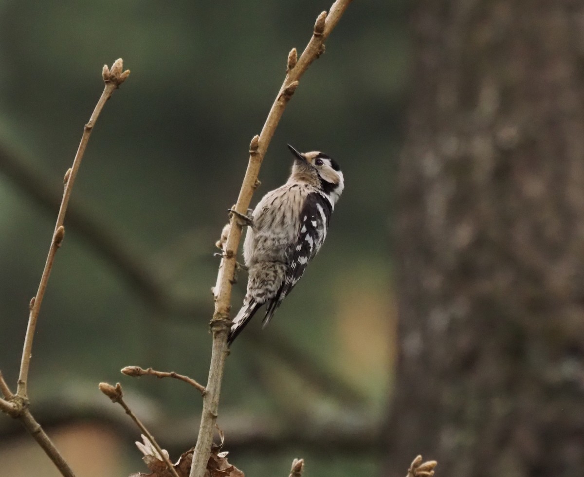 Lesser Spotted Woodpecker - ML555375561