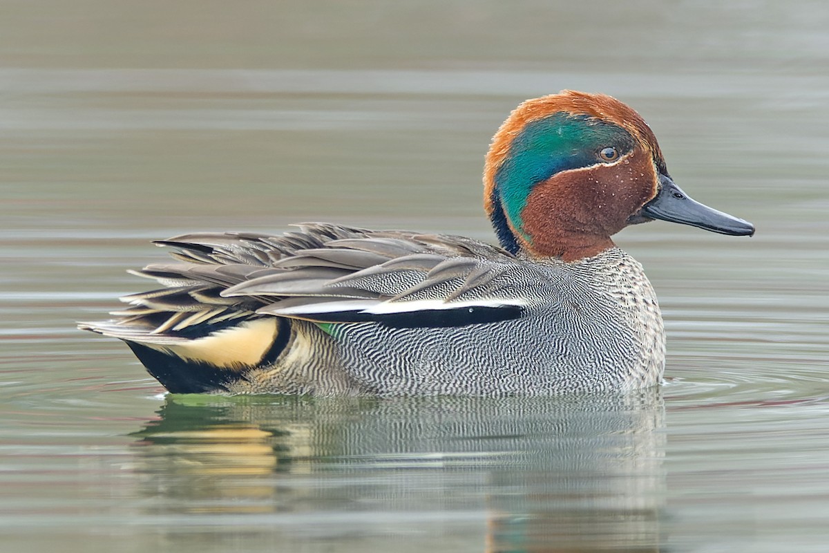 Green-winged Teal - ML555377361