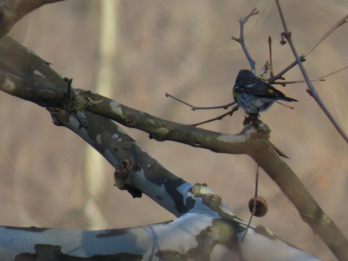 Yellow-rumped Warbler - ML555377761