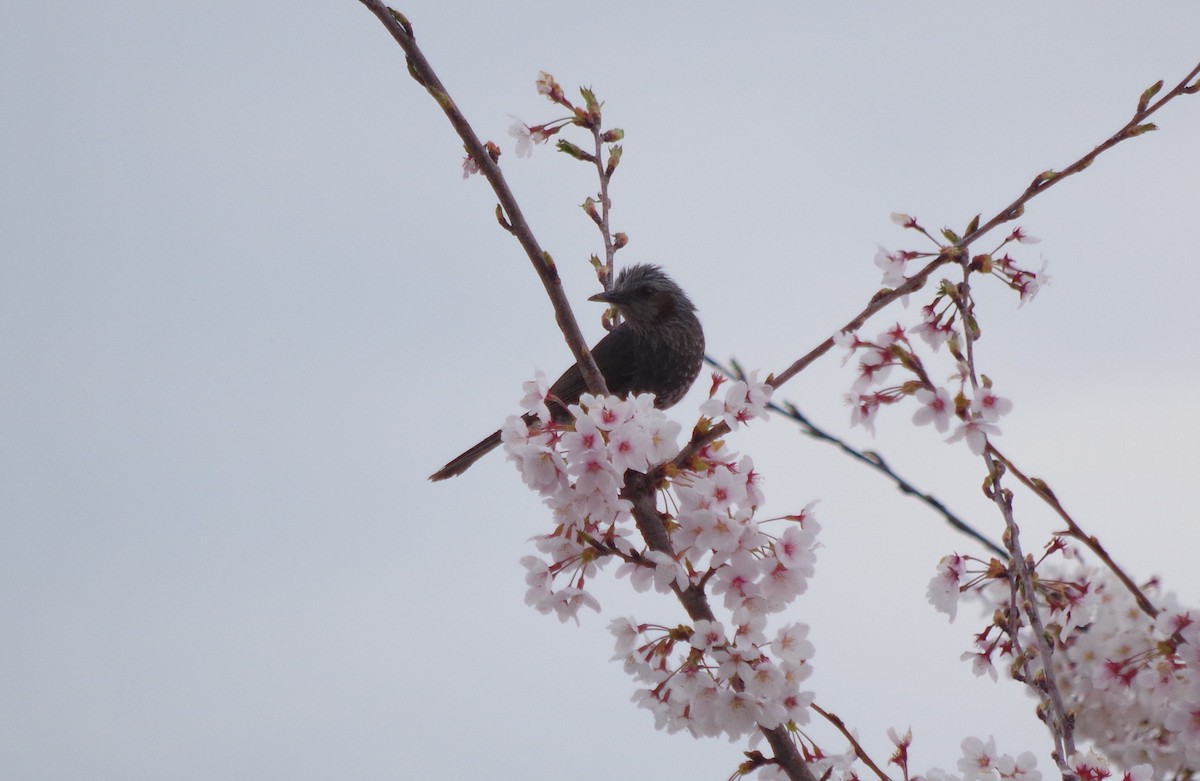Brown-eared Bulbul - ML555377831