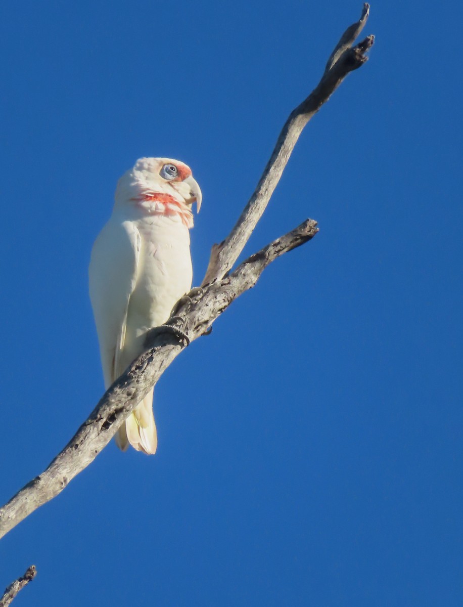 Long-billed Corella - ML555378211