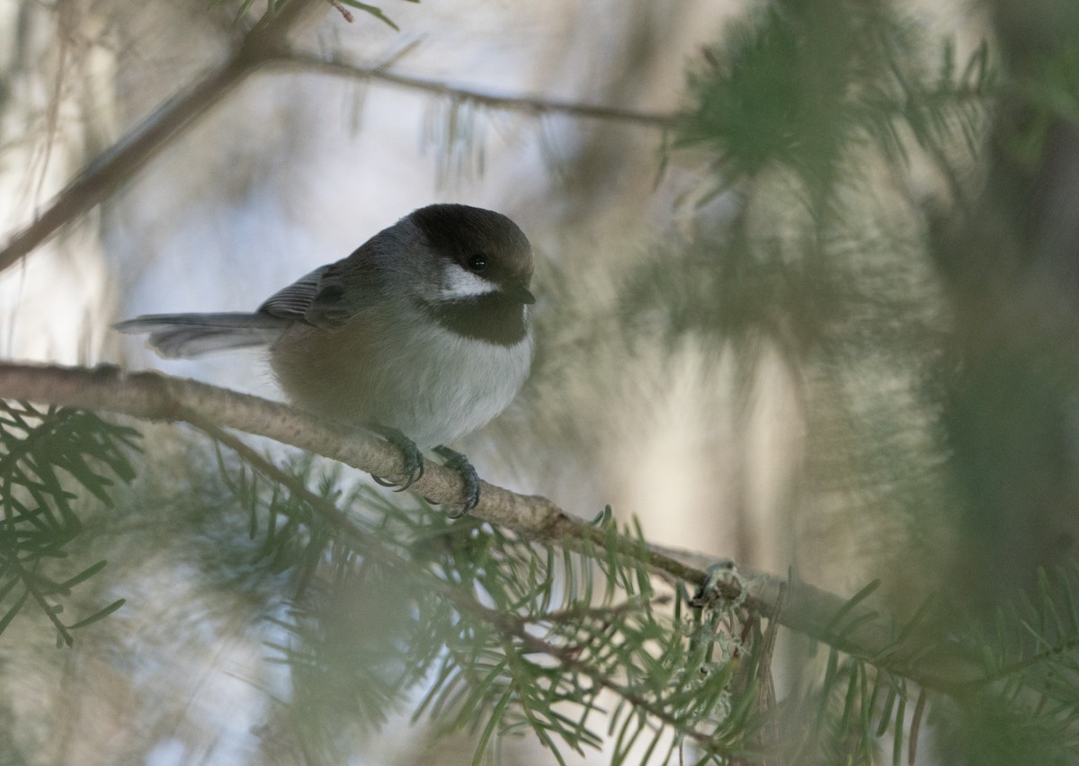 Boreal Chickadee - Justin Labadie