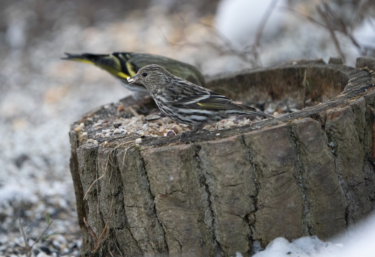 Pine Siskin - Justin Labadie