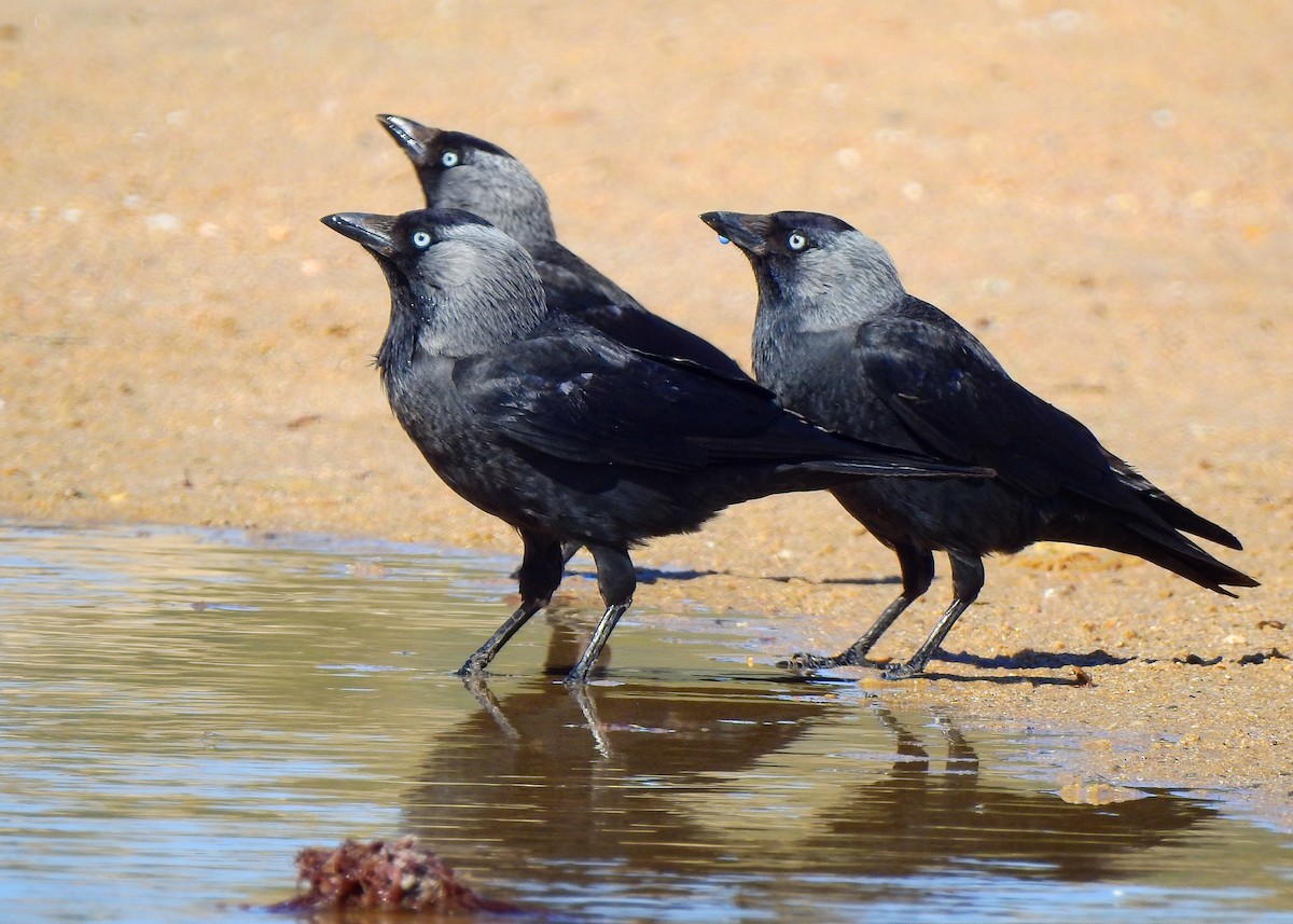 Eurasian Jackdaw - ML555379051