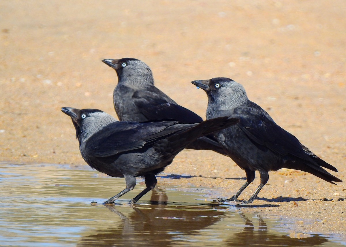 Eurasian Jackdaw - Luís Lourenço