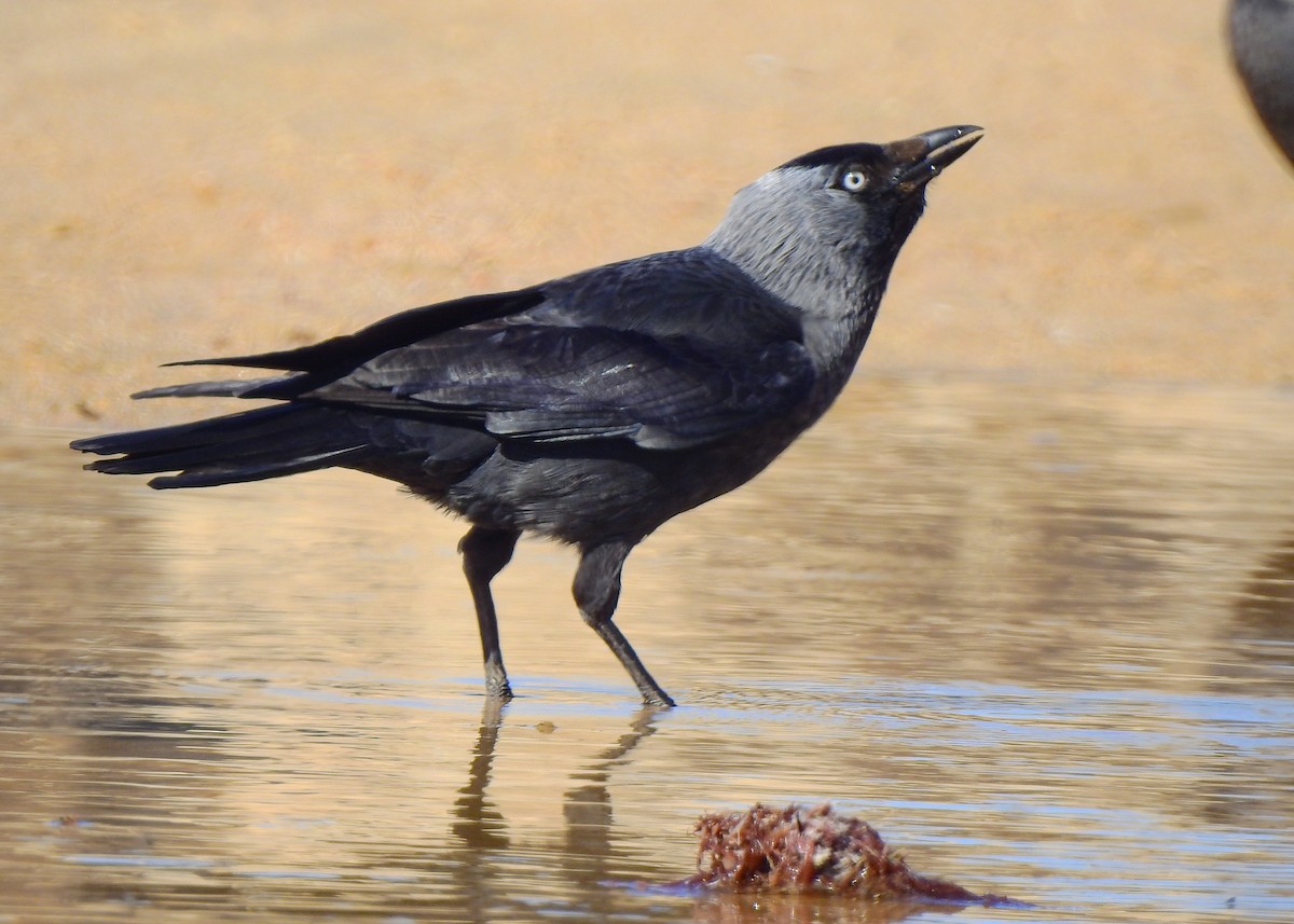 Eurasian Jackdaw - Luís Lourenço