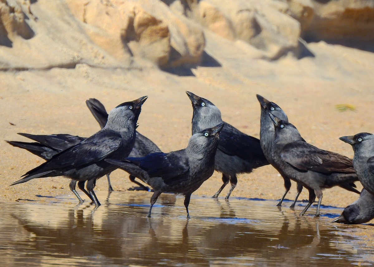 Eurasian Jackdaw - Luís Lourenço