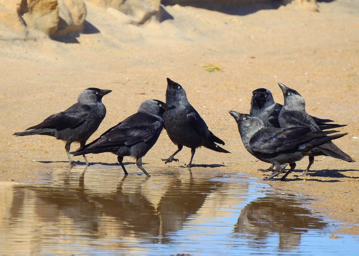 Eurasian Jackdaw - Luís Lourenço