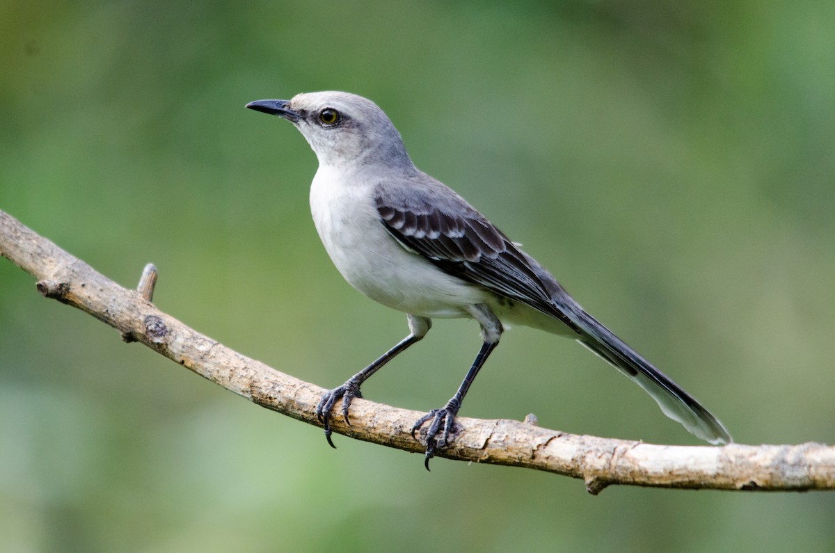 Tropical Mockingbird - ML55537981