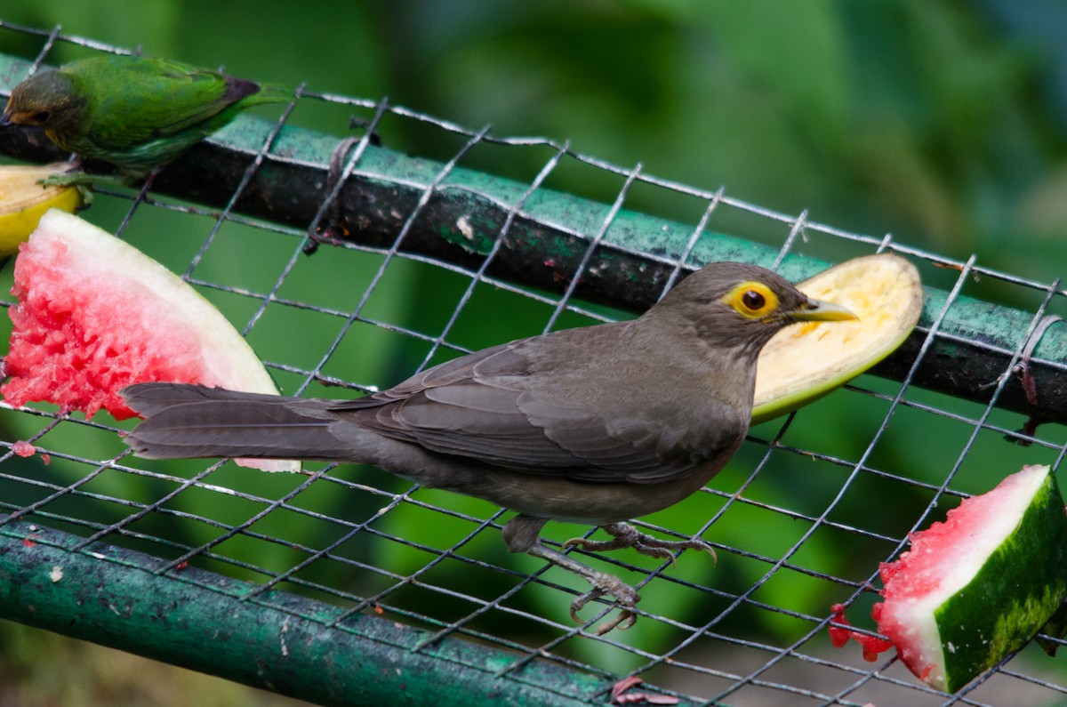 Spectacled Thrush - ML55538091