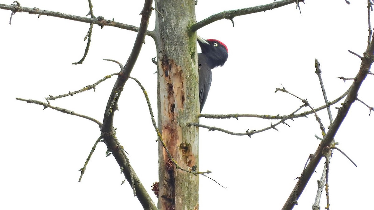Black Woodpecker - Aniek Buitendijk