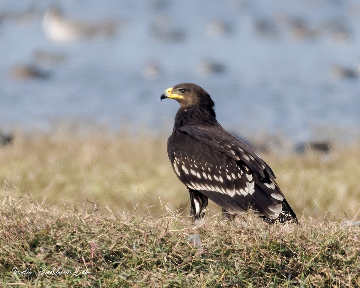 Greater Spotted Eagle - Indu Shekhar Deo