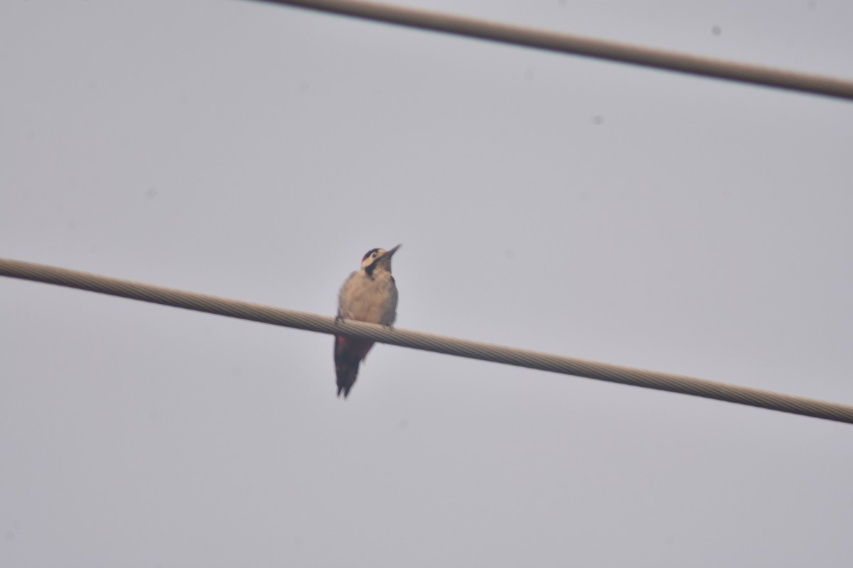 Syrian Woodpecker - ML555382391