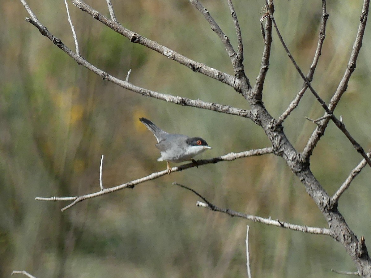 Sardinian Warbler - ML555383051