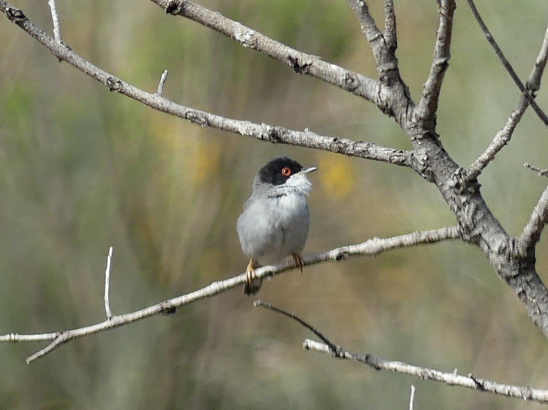 Sardinian Warbler - ML555383061