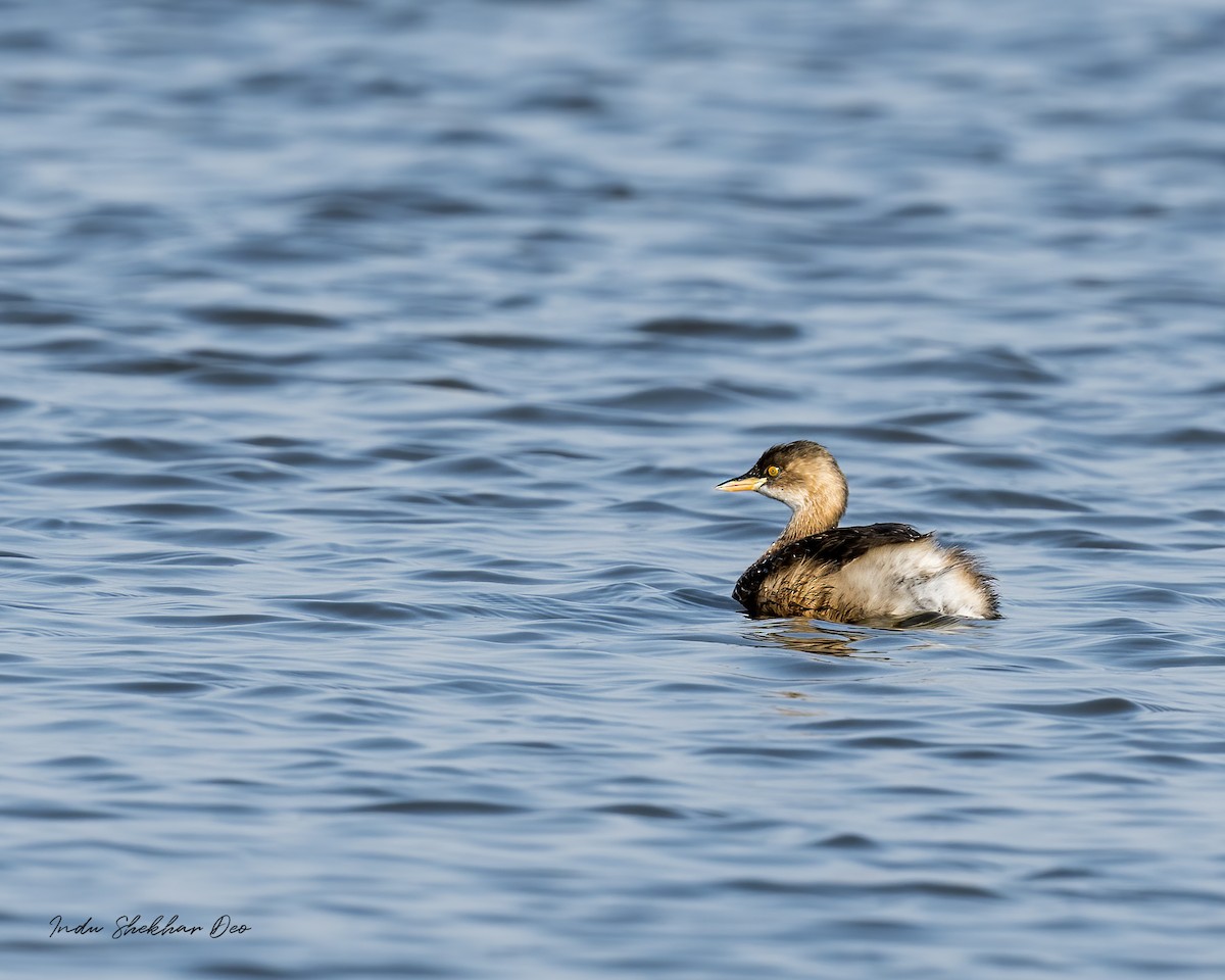 Little Grebe - ML555384061