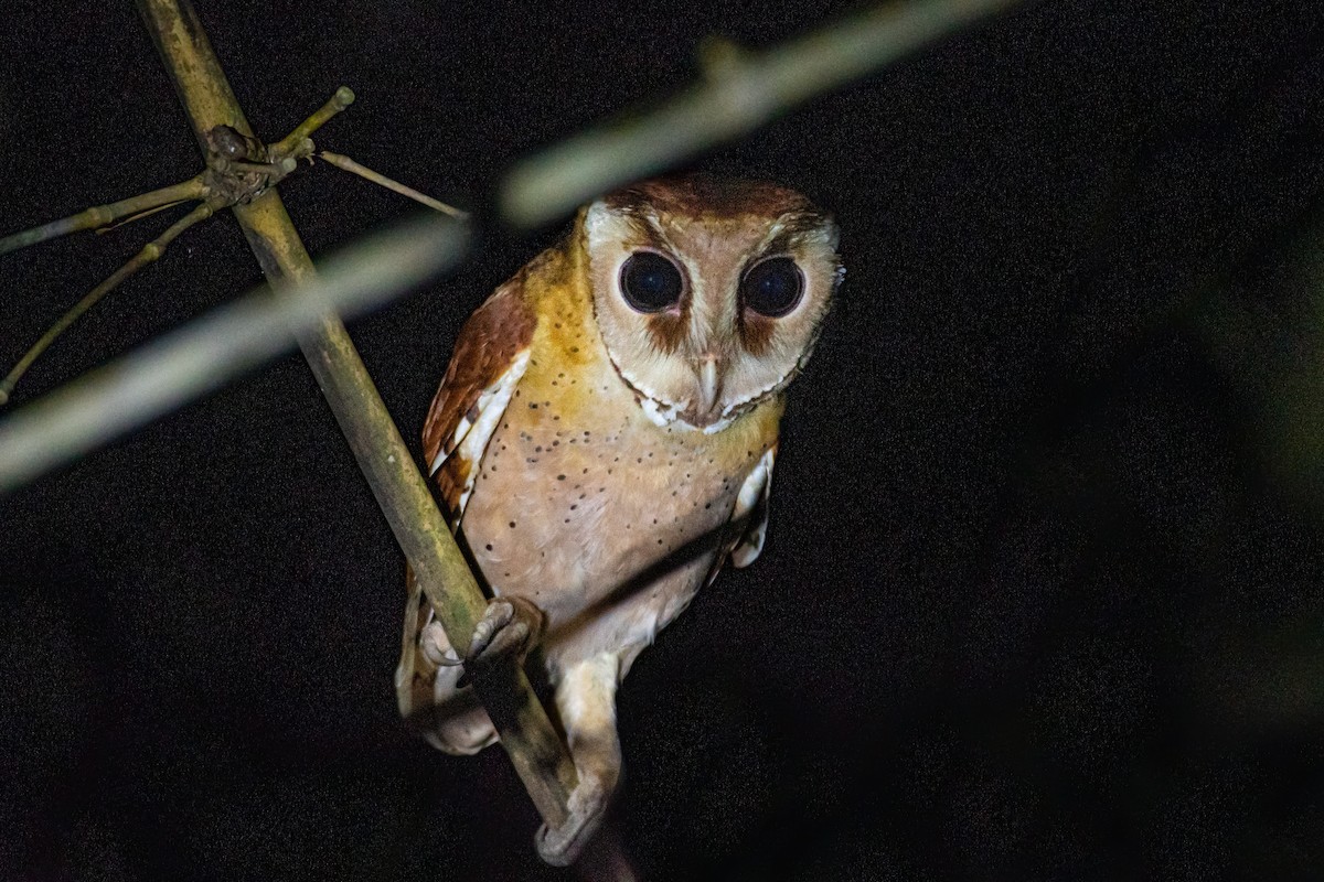 Oriental Bay-Owl - ML555384411