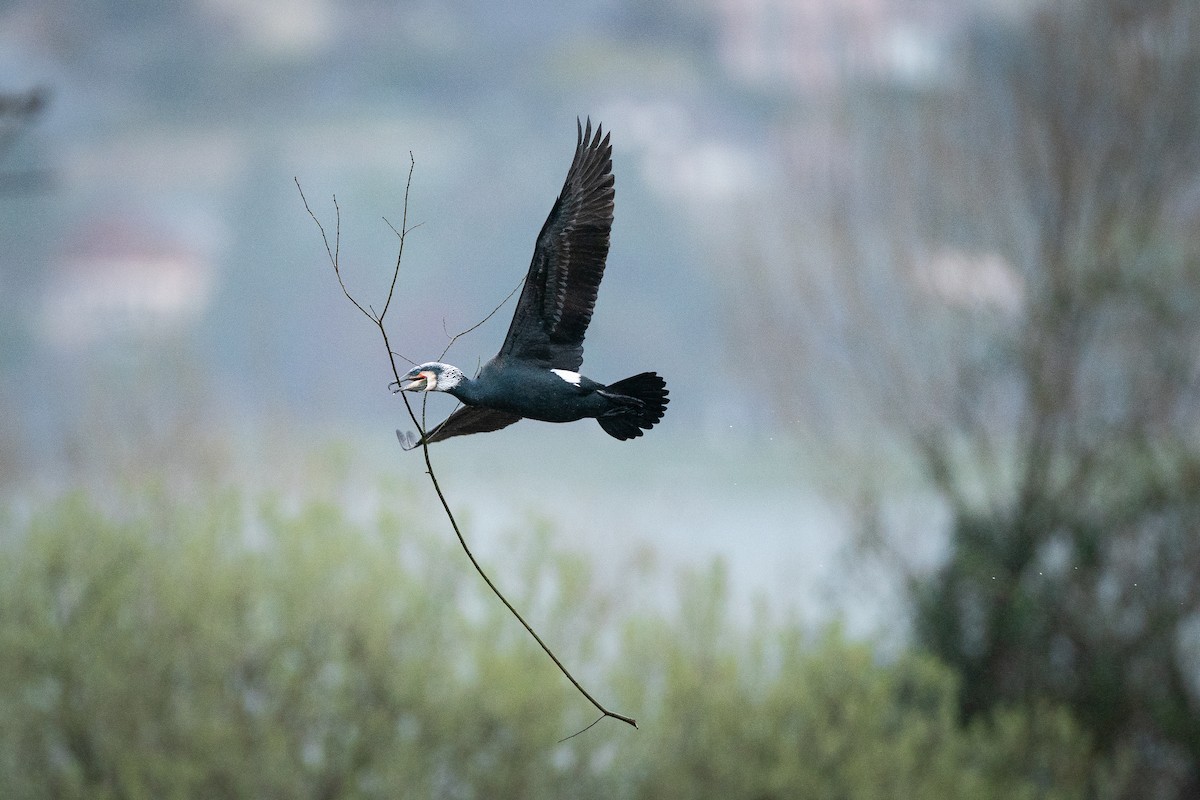 Great Cormorant (Dark-breasted) - Jérémy Calvo