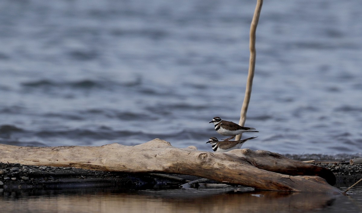 Killdeer - ML55538531