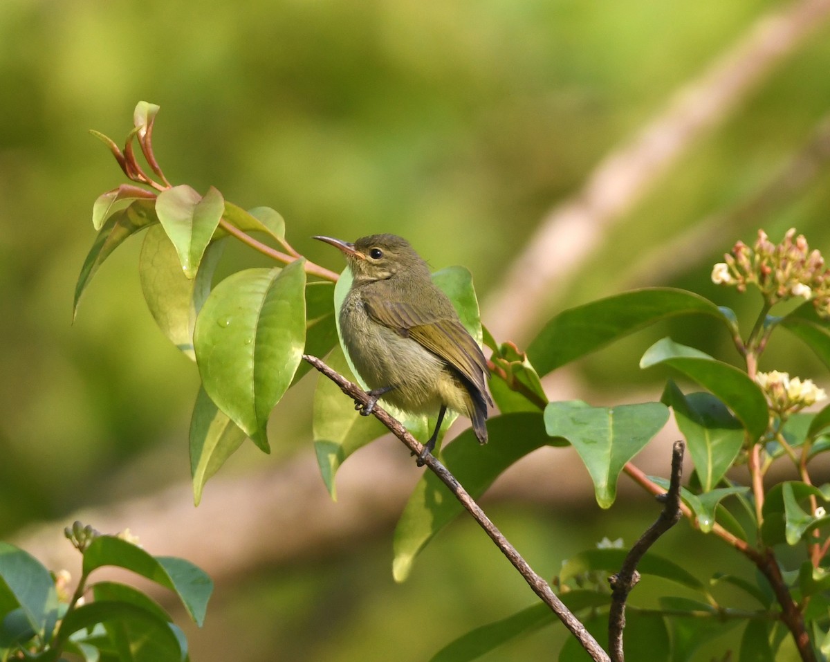 Bates's Sunbird - ML555386321