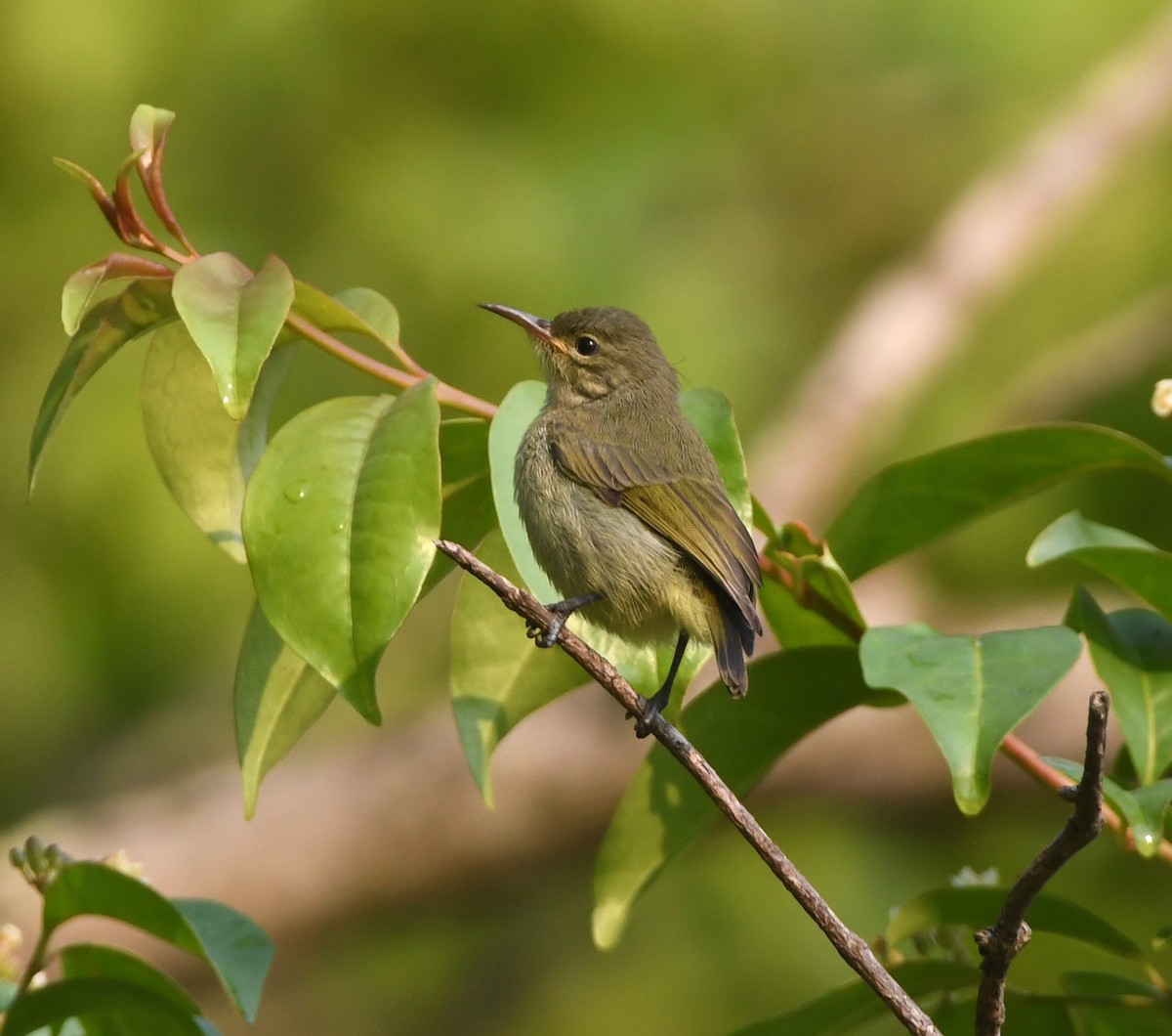 Einfarb-Nektarvogel - ML555386381