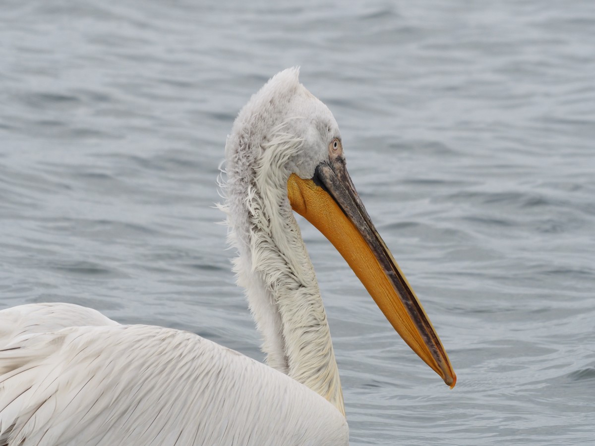 Dalmatian Pelican - ML555387631