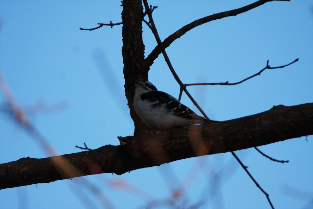 Hairy Woodpecker - ML555387711