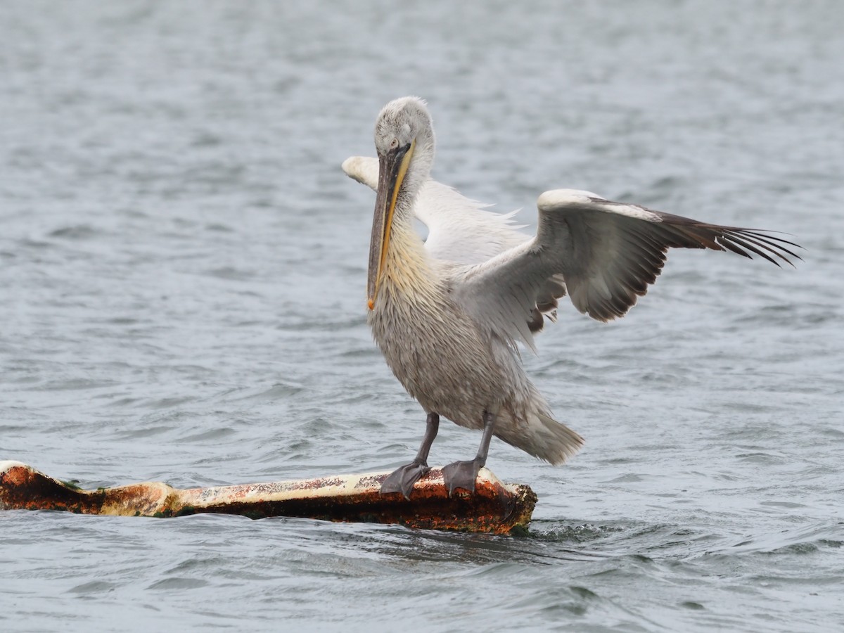 Dalmatian Pelican - ML555387741