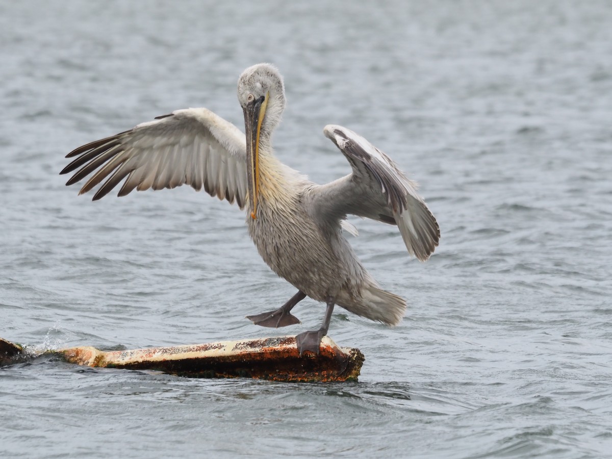 Dalmatian Pelican - ML555387751