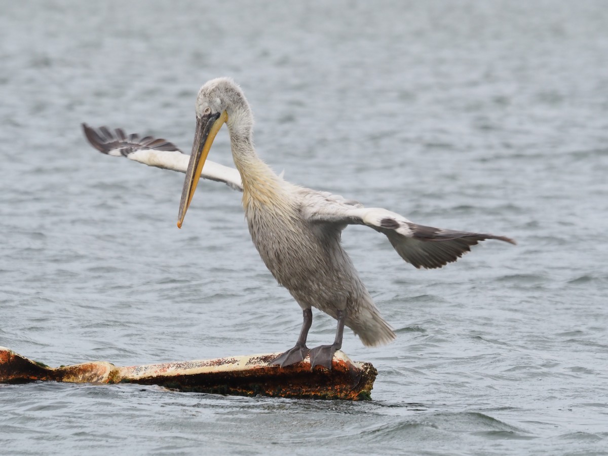 Dalmatian Pelican - ML555387761