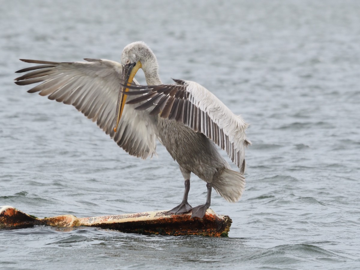 Dalmatian Pelican - ML555387781