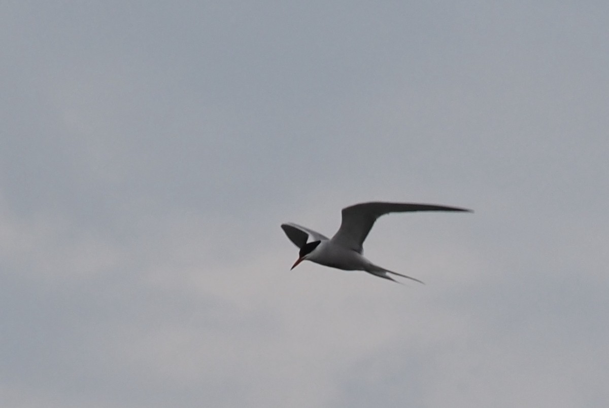 Common Tern - ML555387861