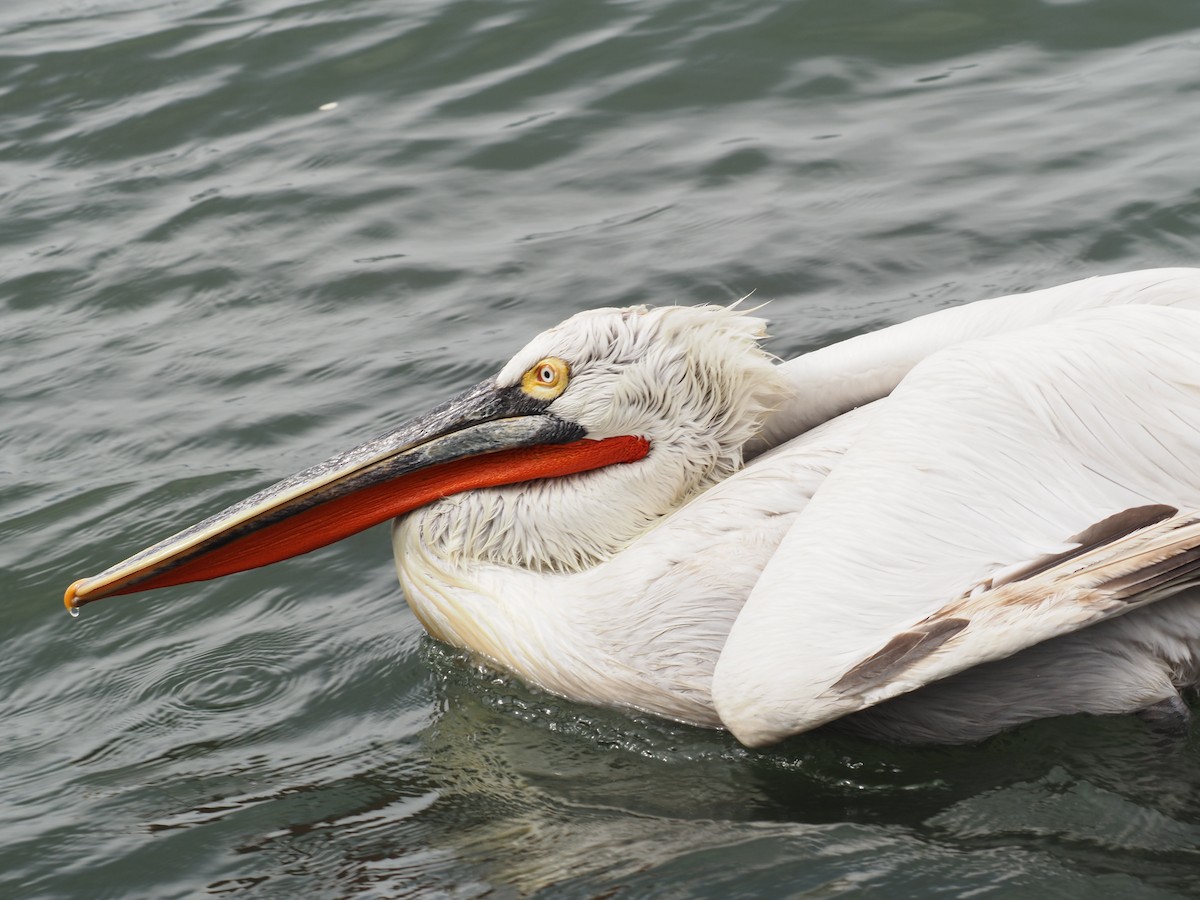 Dalmatian Pelican - ML555387941