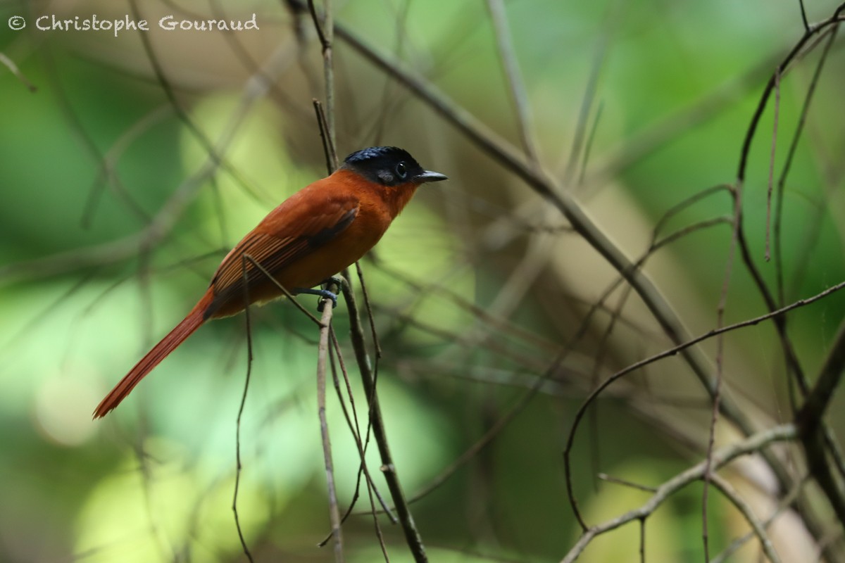 マダガスカルサンコウチョウ（mutata グループ） - ML555388311