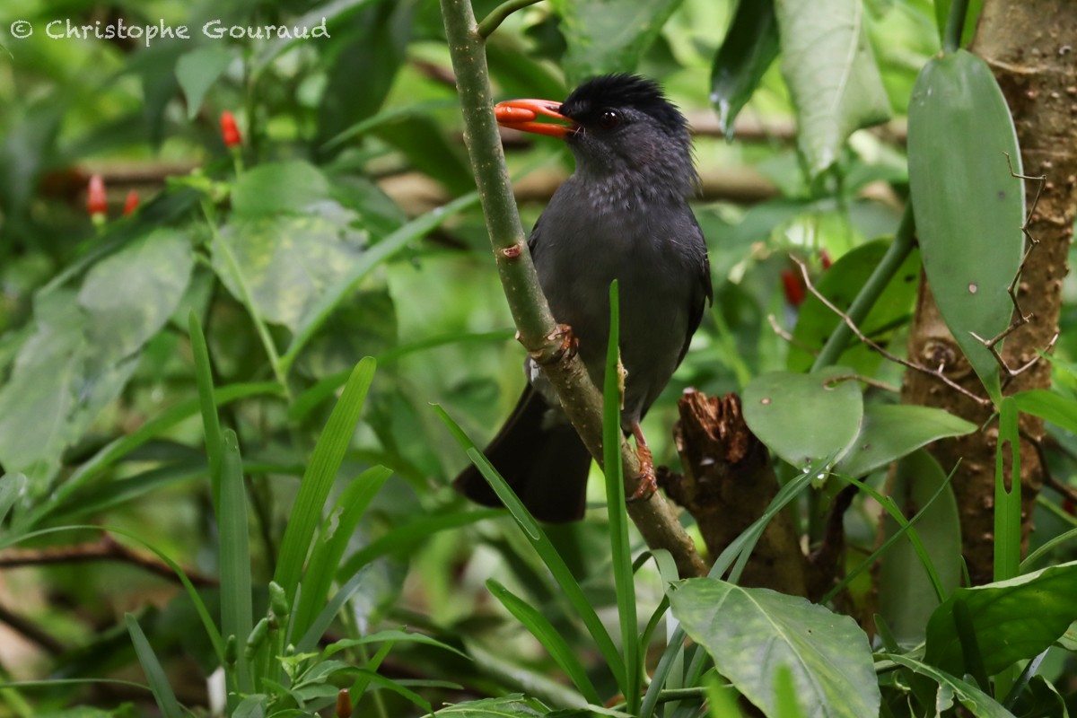 madagaskarbylbyl - ML555388341