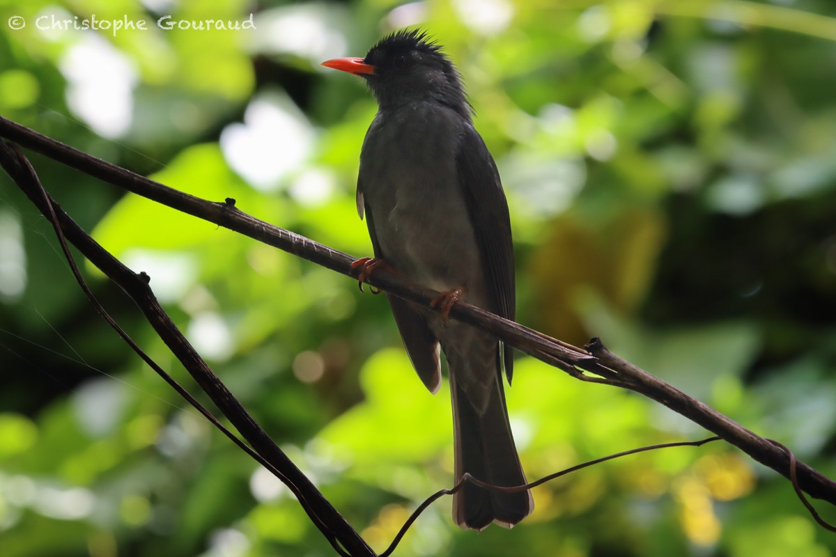 madagaskarbylbyl - ML555388431