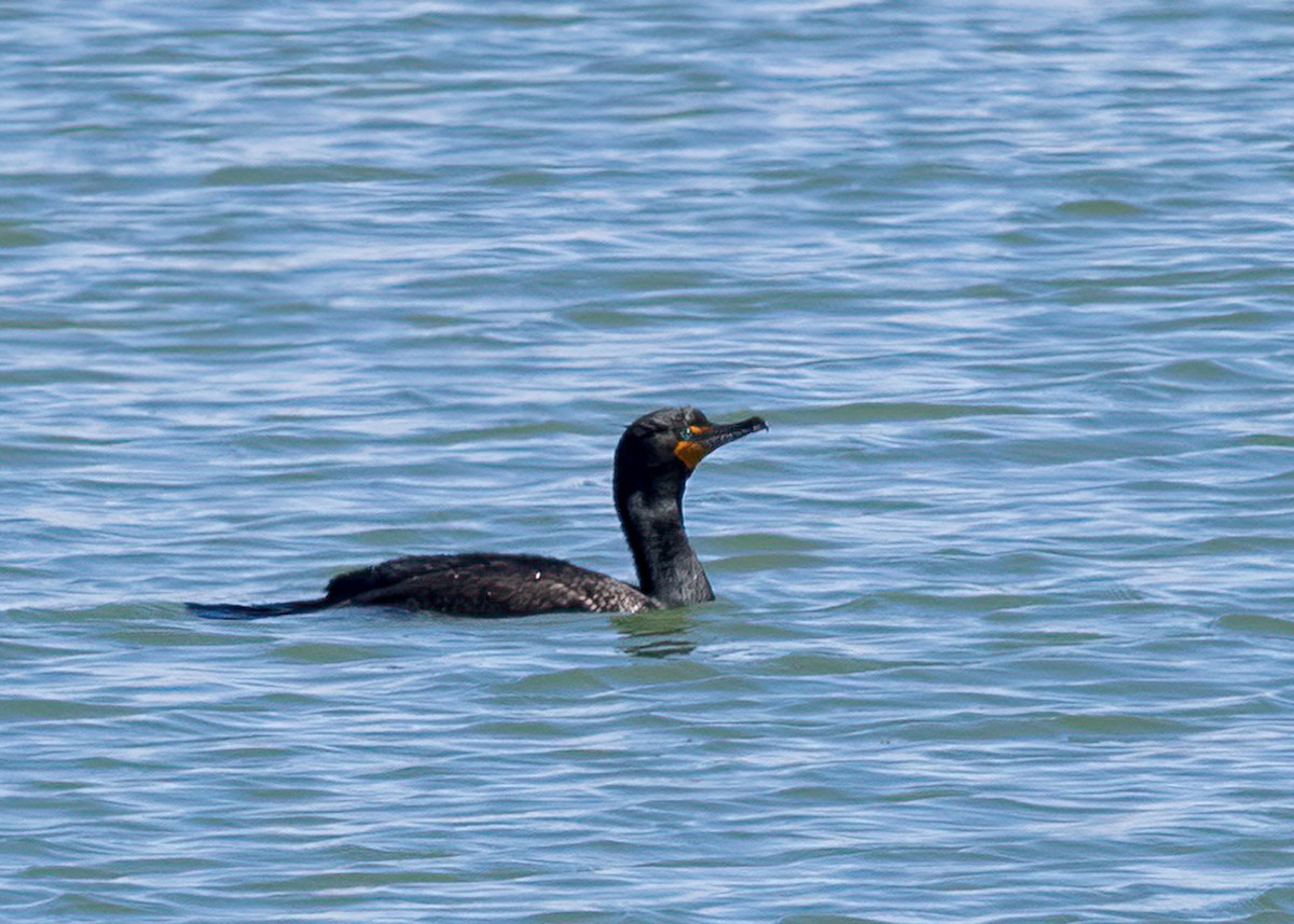 Double-crested Cormorant - ML555389791