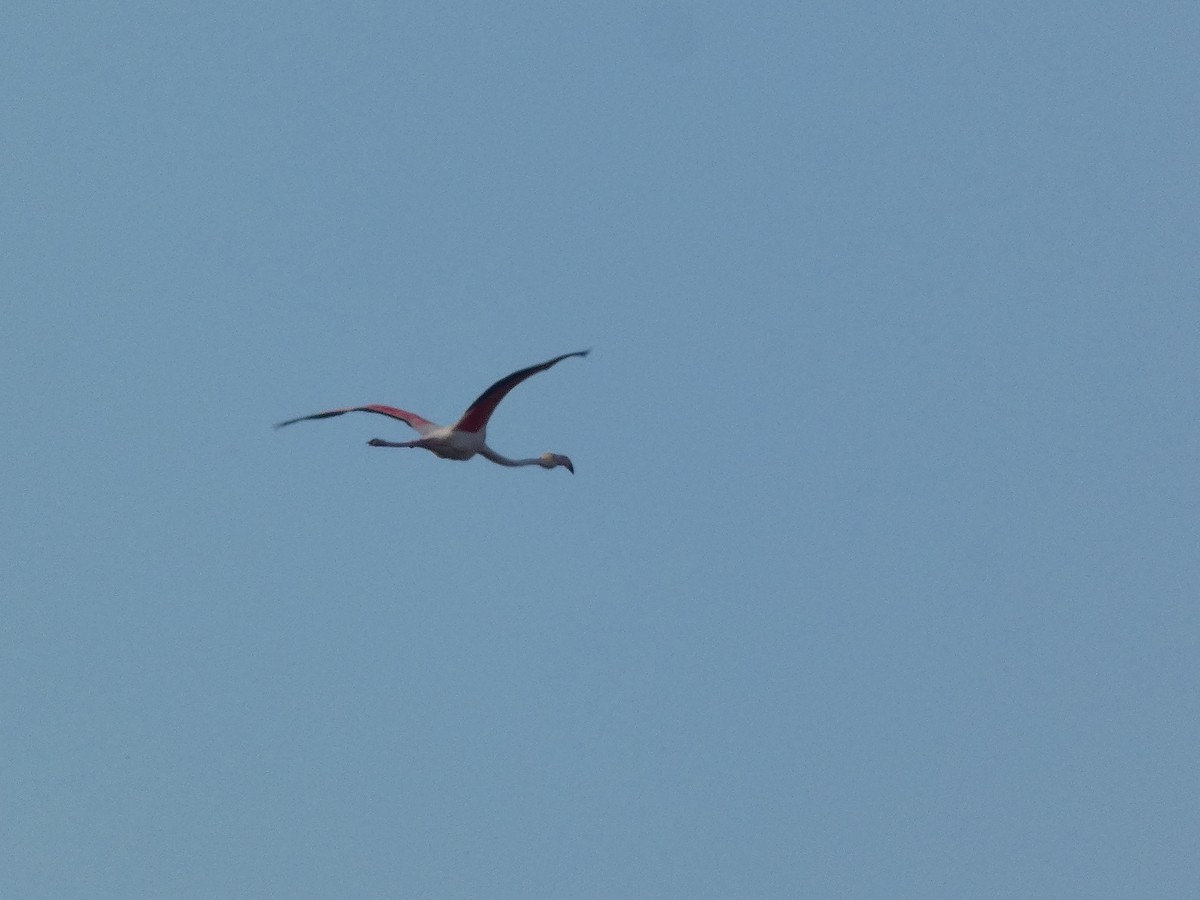 Greater Flamingo - ML555390321