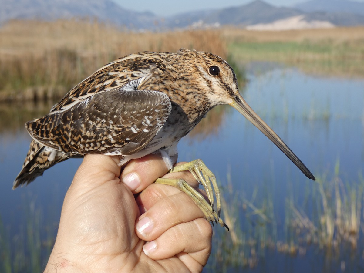 Common Snipe - ML555390391