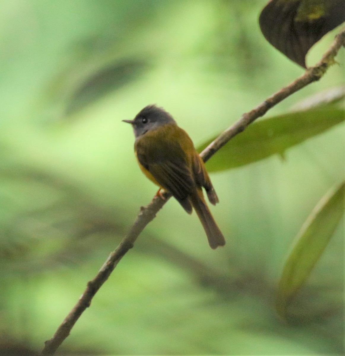 Gray-headed Canary-Flycatcher - ML555390461