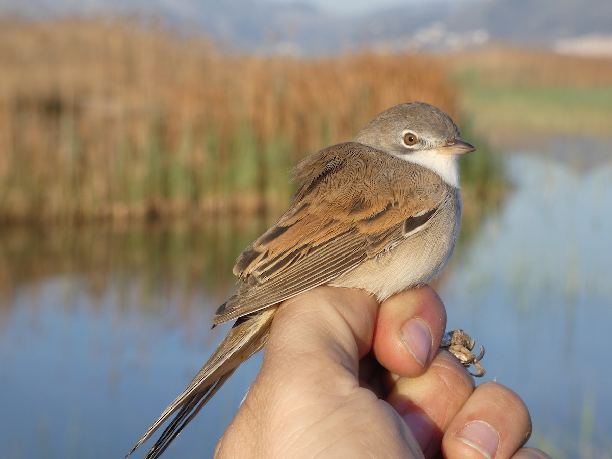 Greater Whitethroat - ML555390681