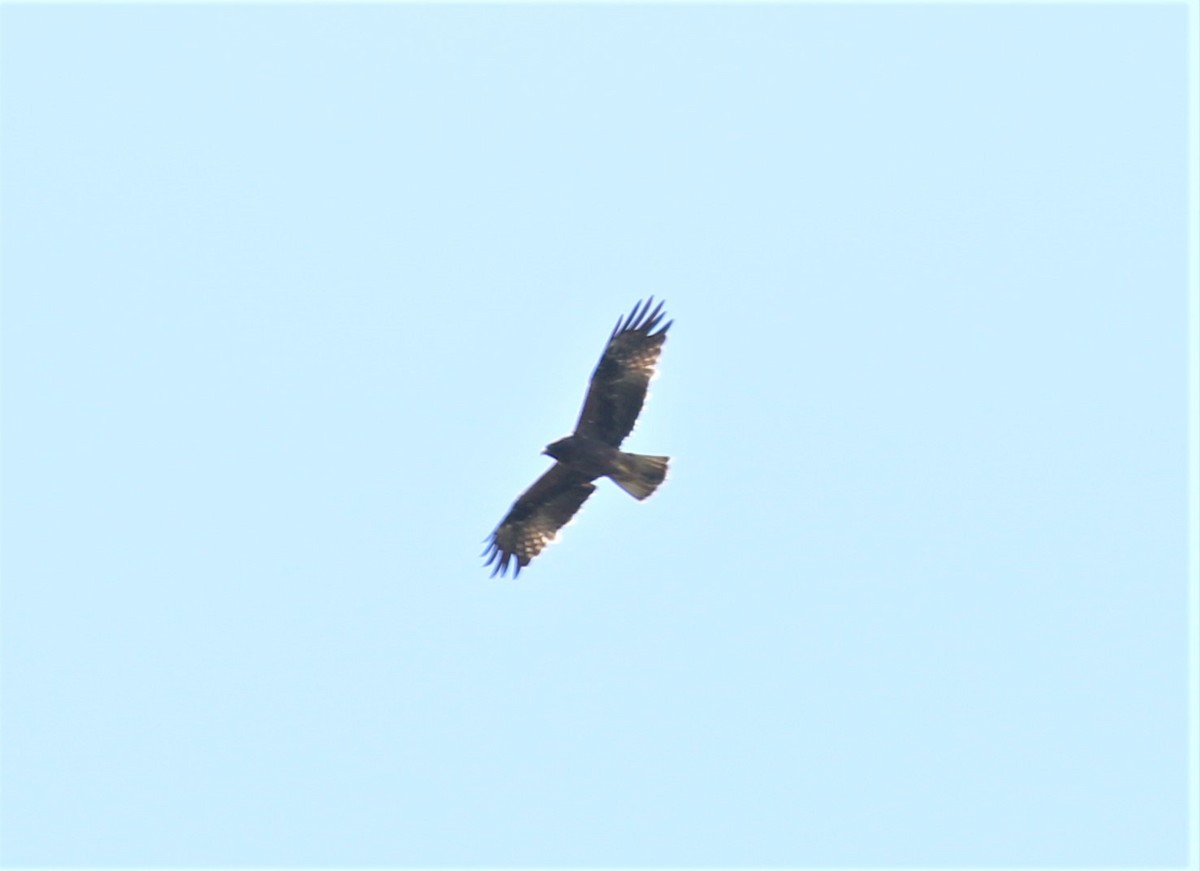 Booted Eagle - ML555390791