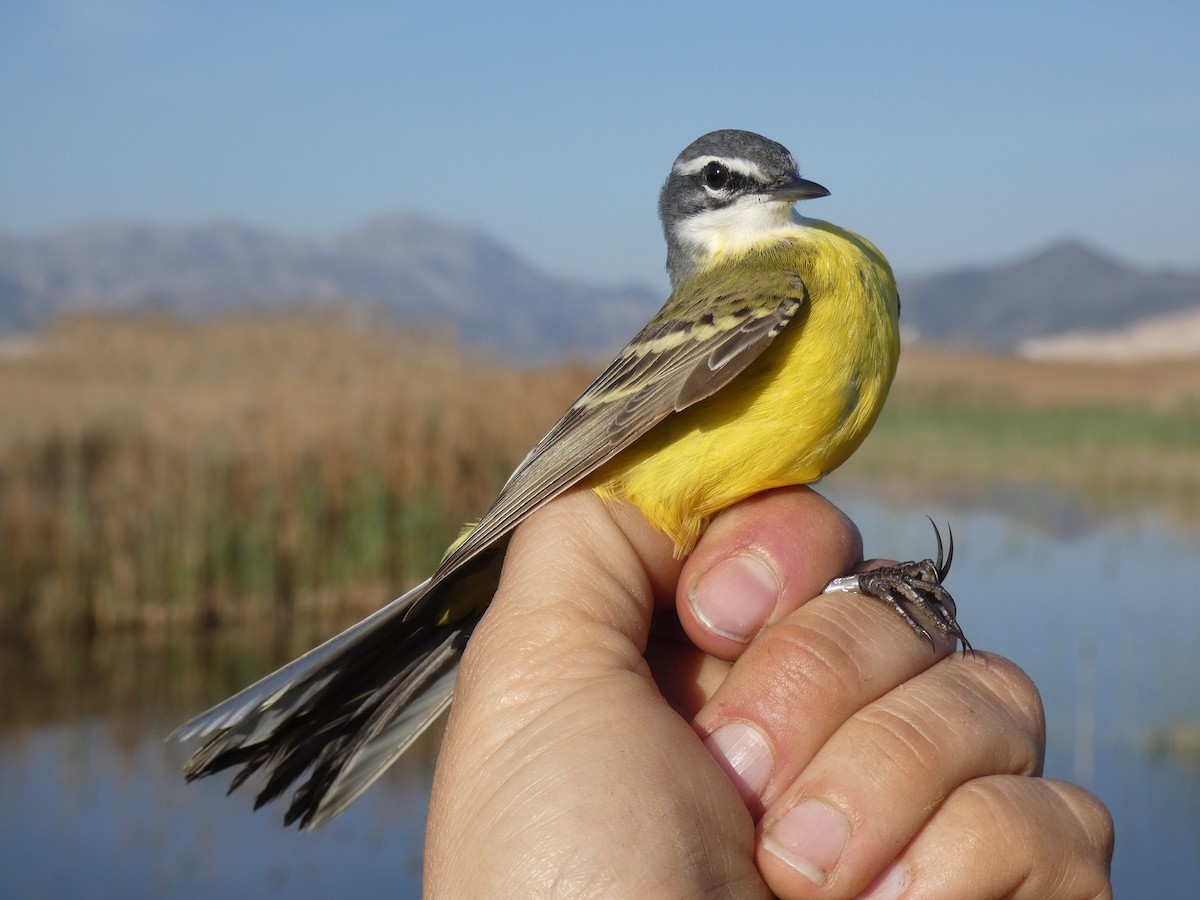 Western Yellow Wagtail - ML555391071