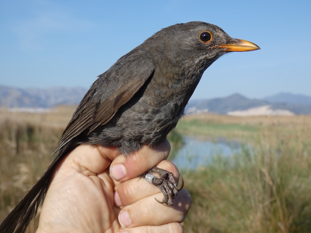 Eurasian Blackbird - ML555391181