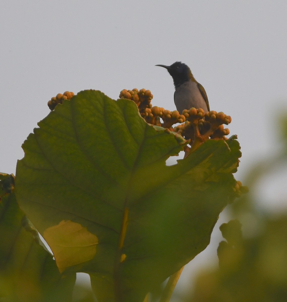 Bannerman's Sunbird - ML555391981